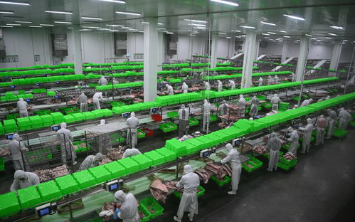 內(nèi)鄉(xiāng)牧原食品城投入運(yùn)行 一期投資5億元,年屠宰加工200萬(wàn)頭生豬