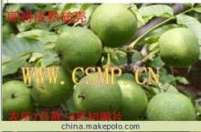 北川核桃苗|北川核桃苗批發(fā)|北川核桃苗價(jià)格|北川核桃苗基地 - 北川核桃苗|北川核桃苗批發(fā)|北川核桃苗價(jià)格|北川核桃苗基地廠家 - 北川核桃苗|北川核桃苗批發(fā)|北川核桃苗價(jià)格|北川核桃苗基地價(jià)格 - 綿陽(yáng)市新川松農(nóng)業(yè)開發(fā)官方網(wǎng)站 - 