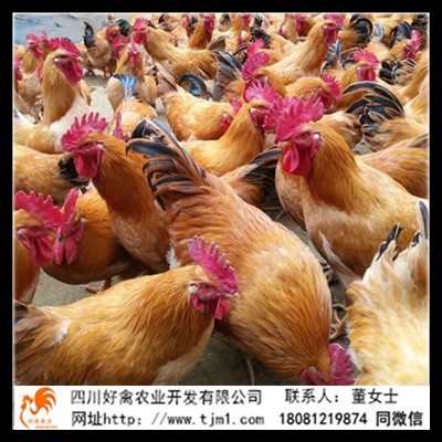 廣德縣青腳土雞苗出售