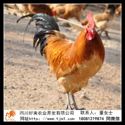 峨邊笨九斤黃雞苗生產廠家多少錢一只