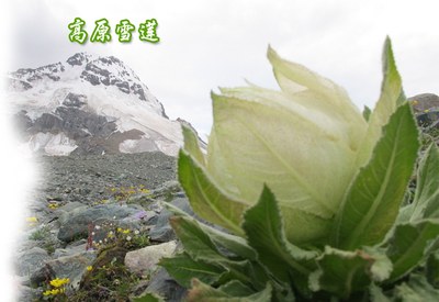 藏老苗-藏老苗生物科技。刮痧,按摩,泡腳超市。網址:www.zanglaomiao.com。 技術支持:綿陽億騰,軟件開發,網站制作