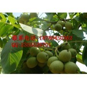 四川省綿陽市久億農林研究所-中國貿易網-會員網站