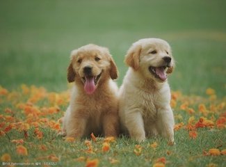 游泳--短池世錦賽:澳大利亞隊打破女子4x100米自由泳接力世界紀錄