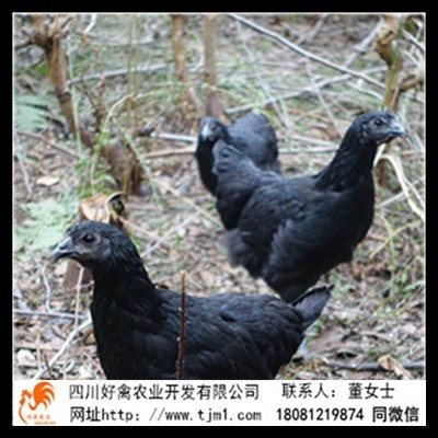 陸豐市快大黃九斤黃雞苗多少錢