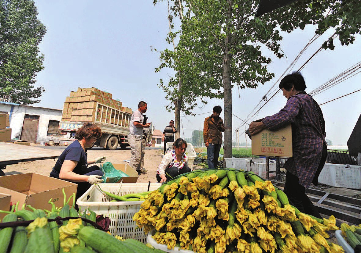 新習鎮菜農將絲瓜裝箱外銷通訊員 - 濮陽網-濮陽市委門戶網站,濮陽市唯一重點新聞網站